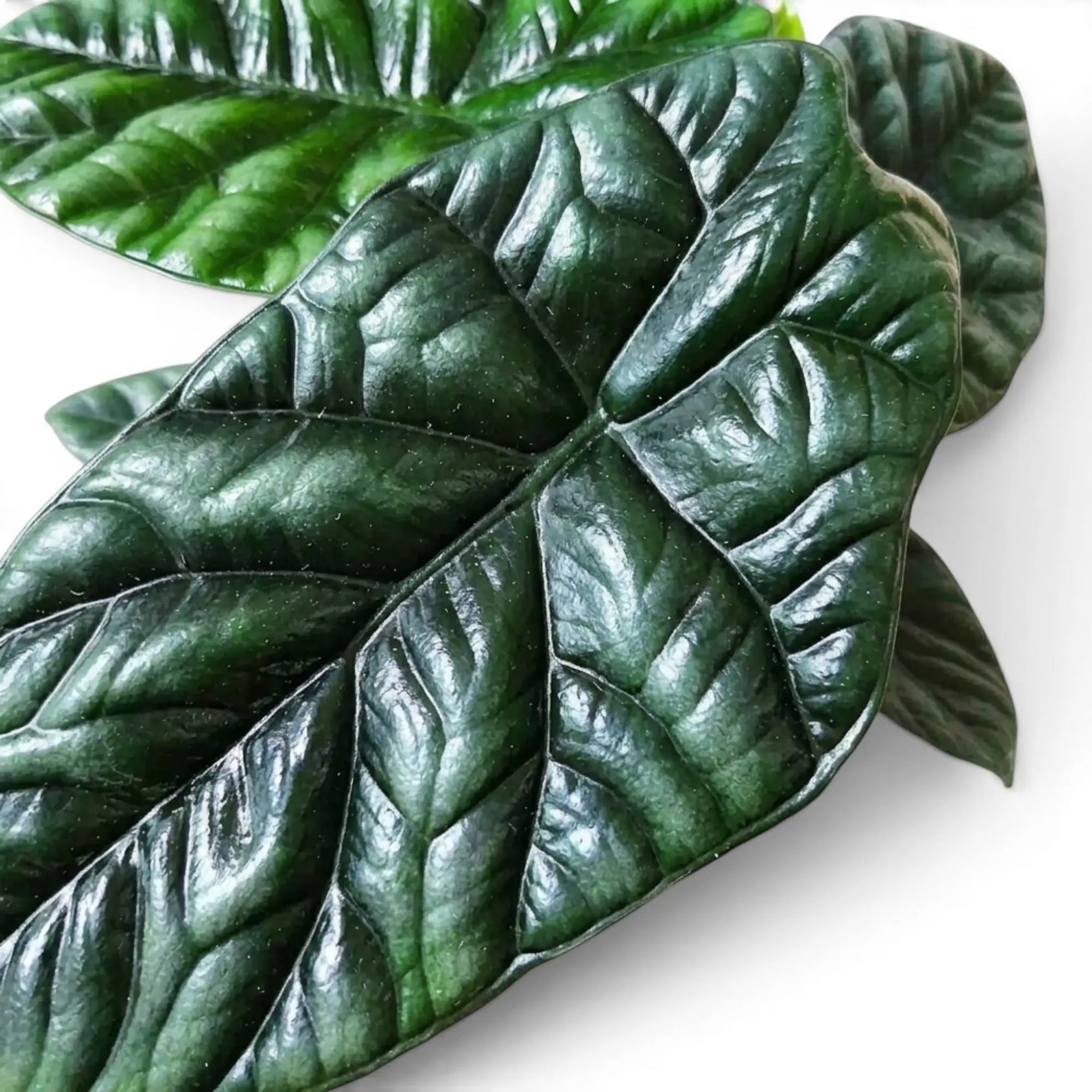 Blätter von Alocasia sinuata in Nahaufnahme.