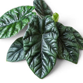 Blätter von Alocasia sinuata in Nahaufnahme.