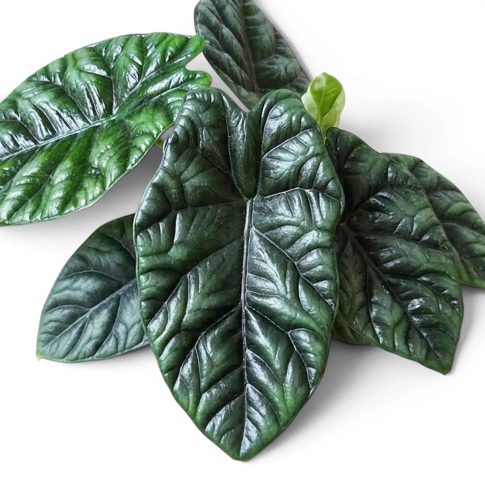 Blätter von Alocasia sinuata in Nahaufnahme.