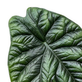 Blätter von Alocasia sinuata in Nahaufnahme.