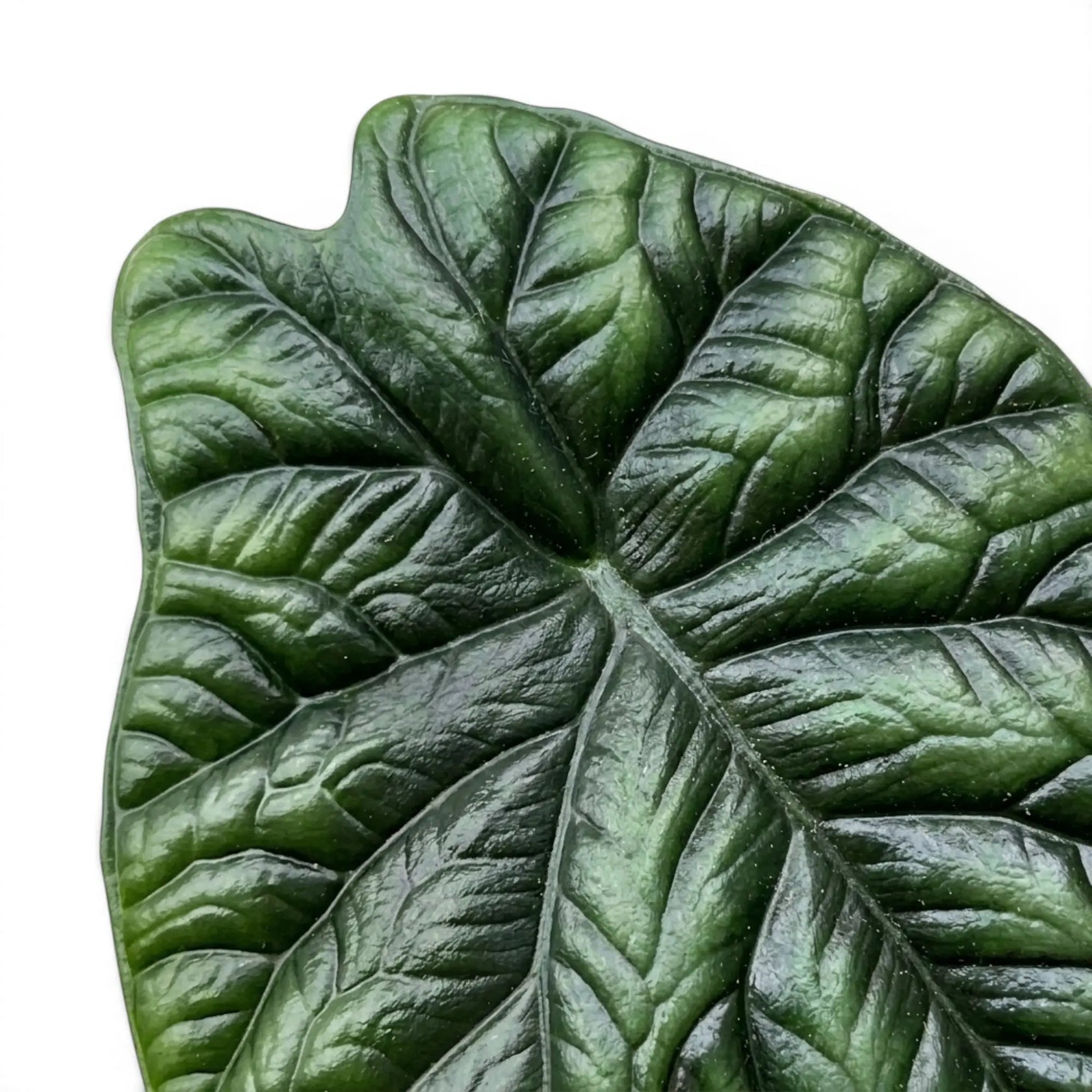Blätter von Alocasia sinuata in Nahaufnahme.