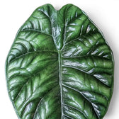 Blätter von Alocasia sinuata in Nahaufnahme.