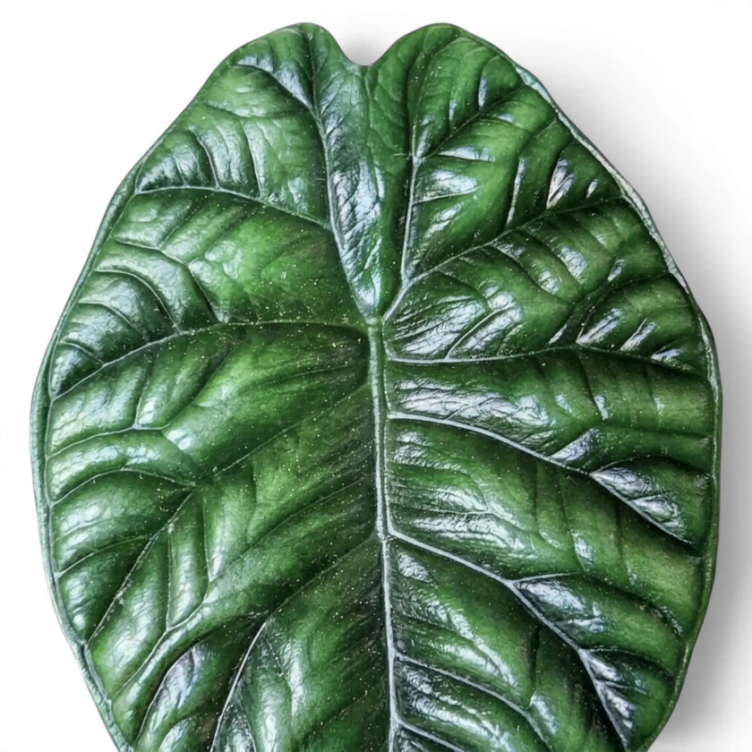 Alocasia sinuata