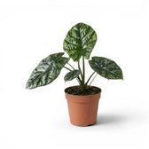 Alocasia sinuata im Kulturtopf.