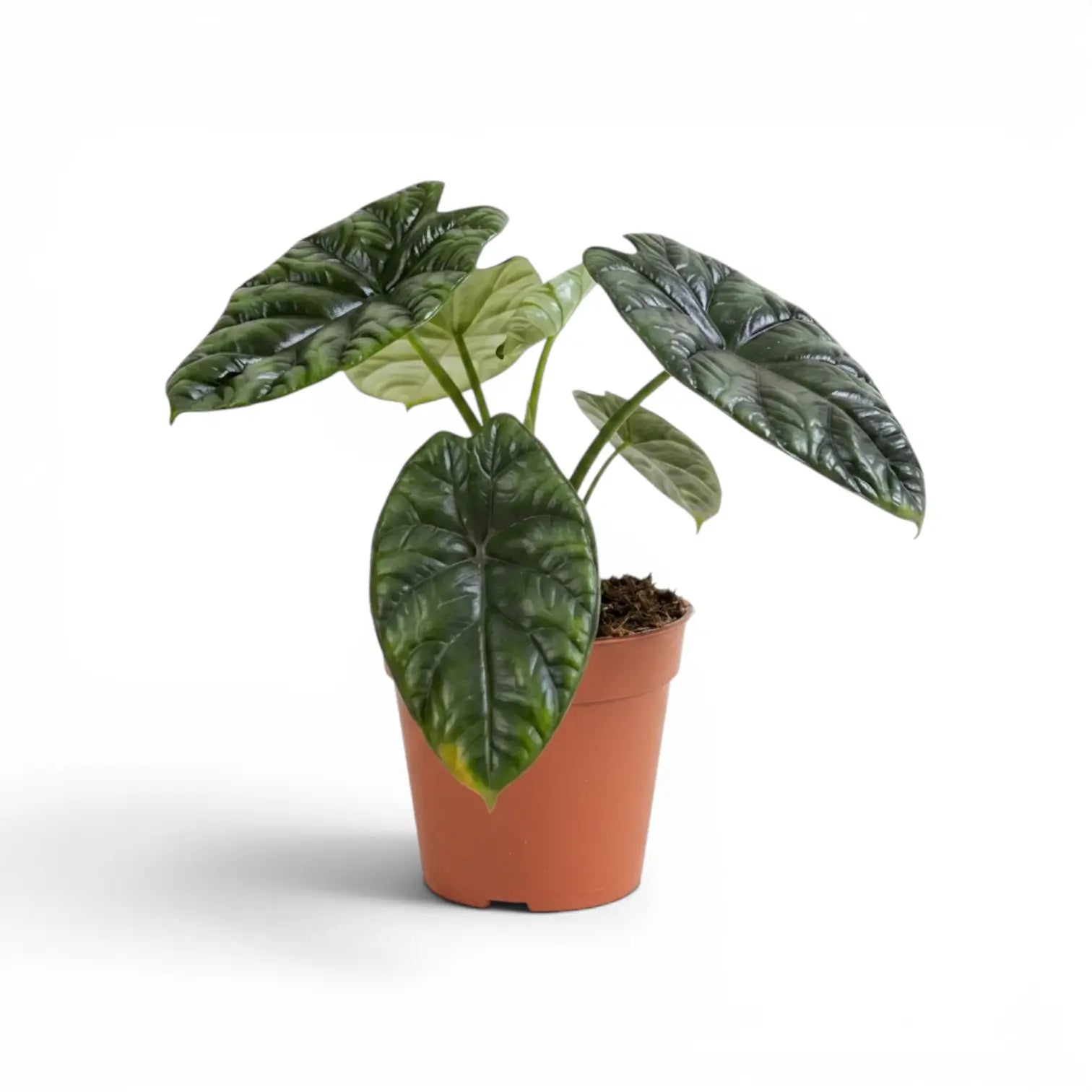 Alocasia sinuata im Kulturtopf.
