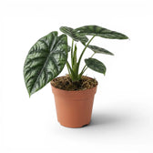 Alocasia sinuata im Kulturtopf.