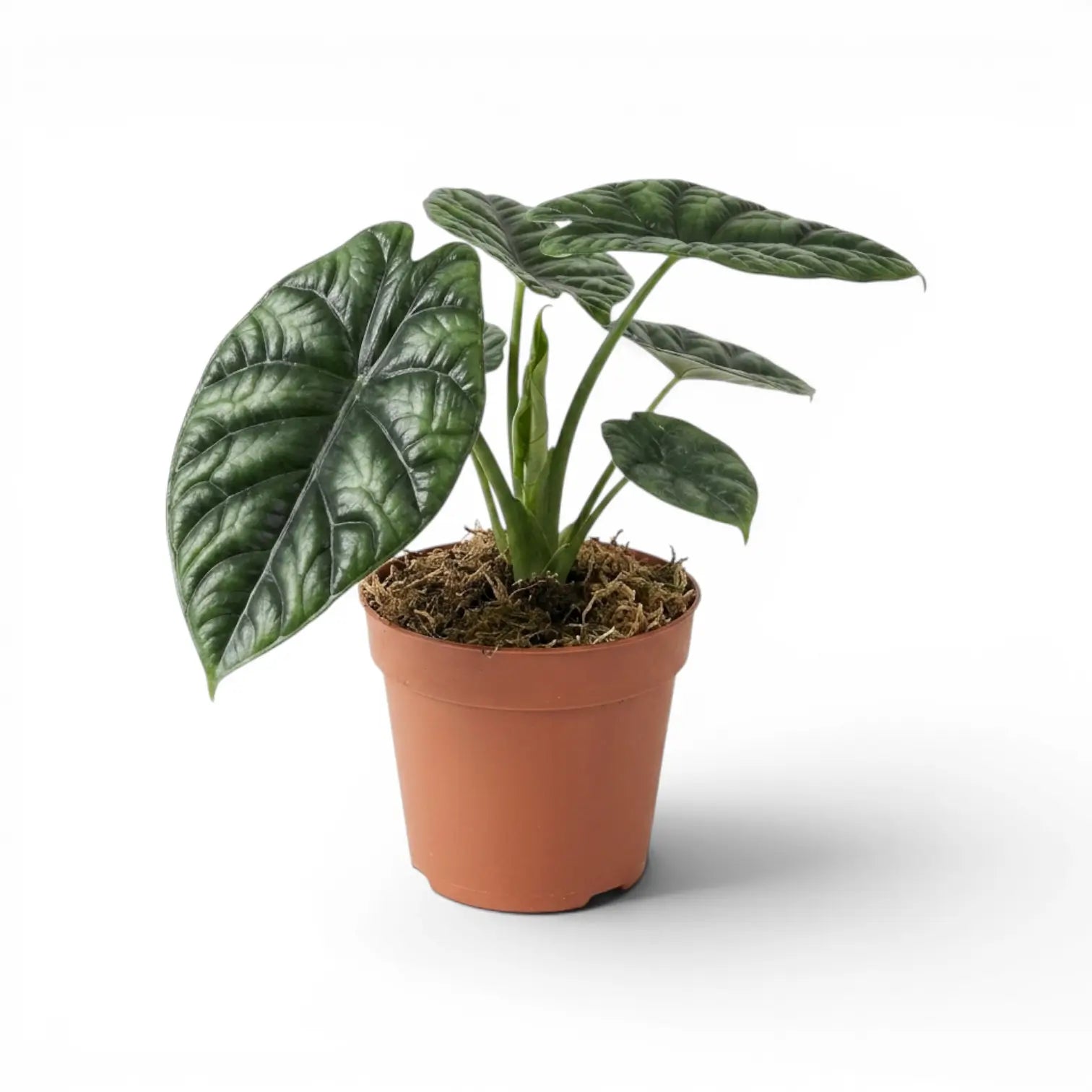 Alocasia sinuata im Kulturtopf.