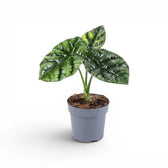 Alocasia sinuata im Kulturtopf.