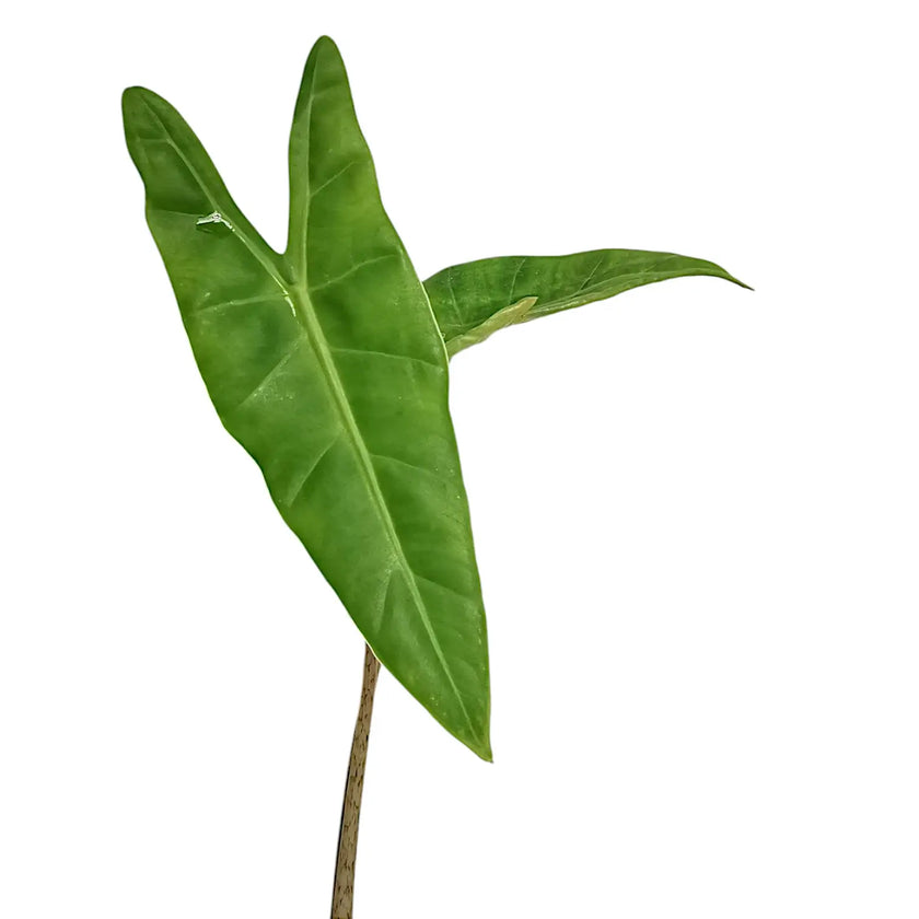 Alocasia sp. Sulawesi leaf detail on white background.