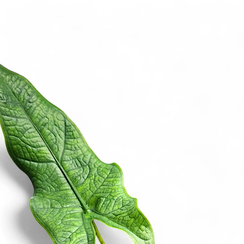 Alocasia sp. Sulawesi 'Green Carpet' leaf detail on white background.