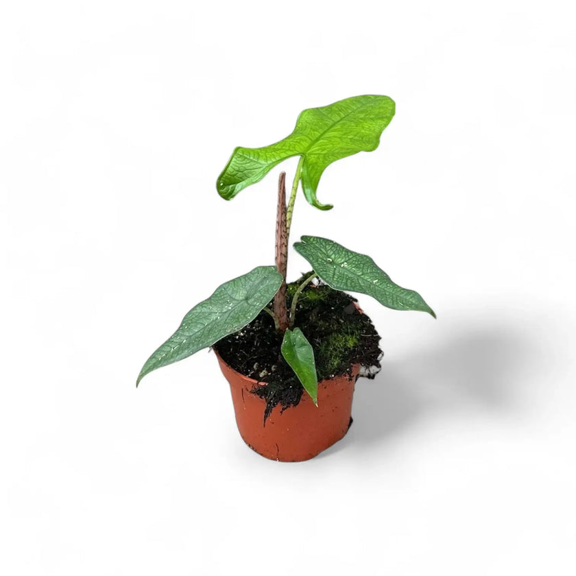Alocasia sp. Sulawesi 'Green Carpet' potted plant in nursery pot on white background.