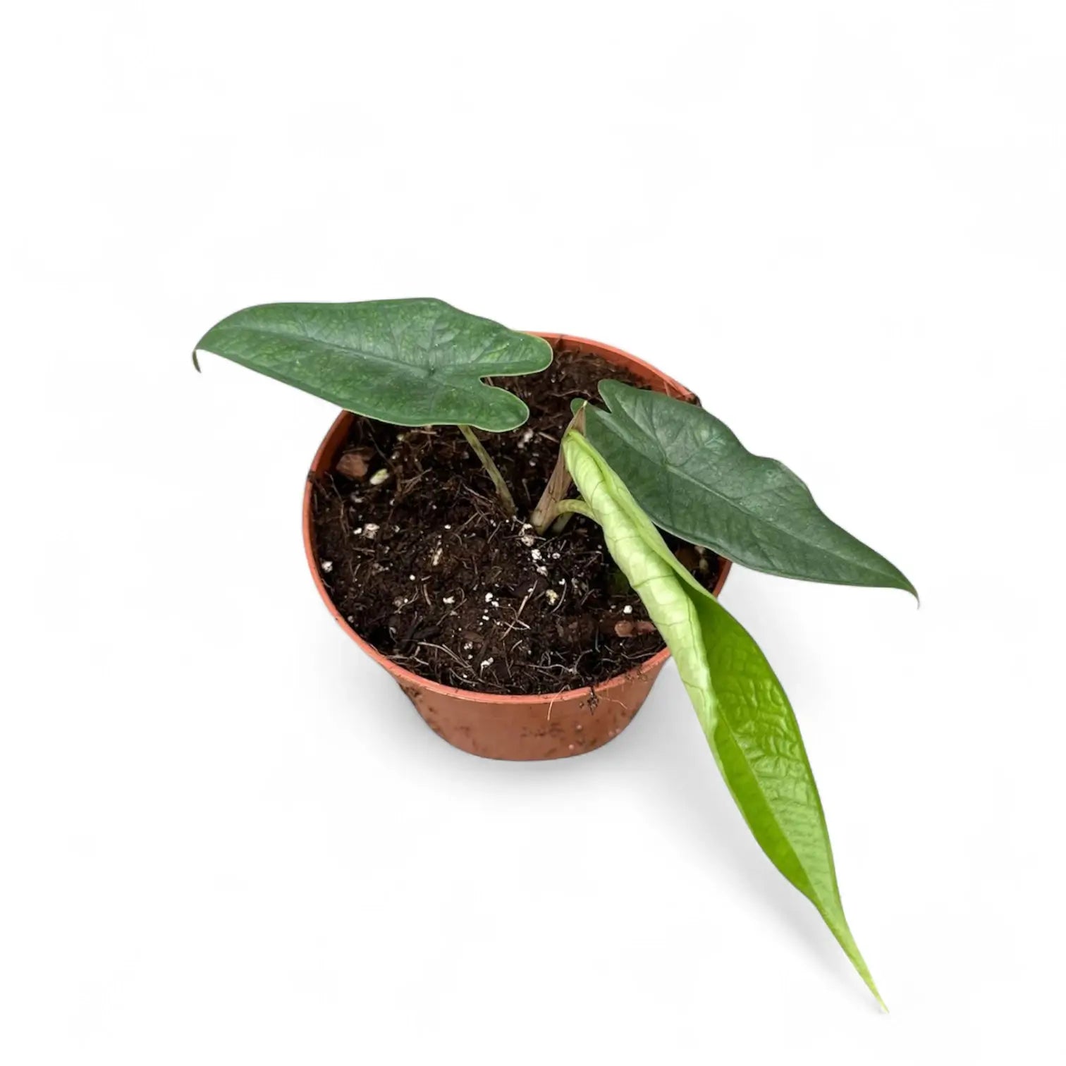 Alocasia sp. Sulawesi 'Green Carpet' potted plant in nursery pot on white background.