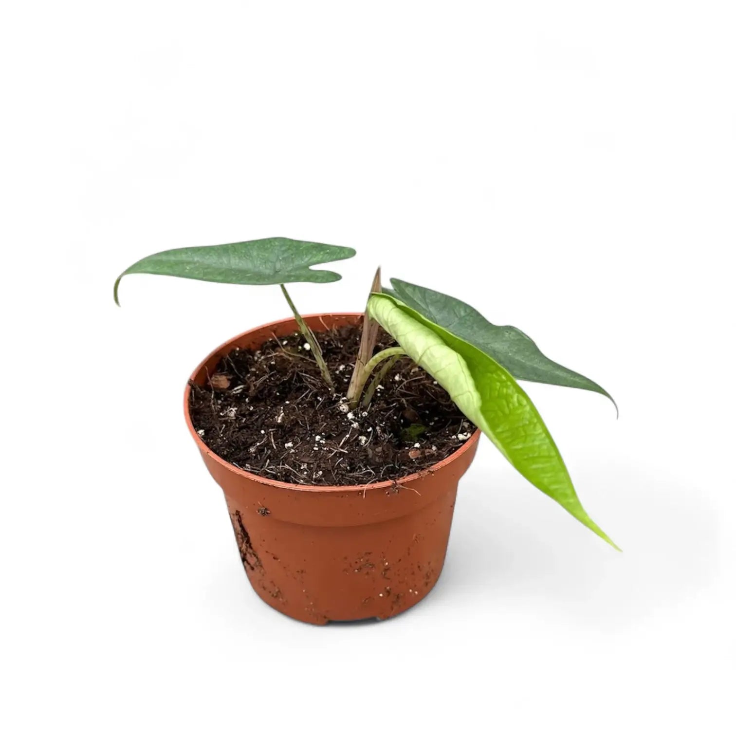 専用Prabu, exsotika var, salaca aurea,noid Alocasia sp. Sulawesi 'Green Carpet' – Strongly Veined Form
