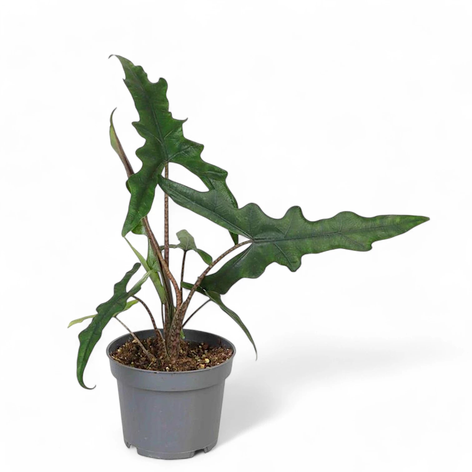 Alocasia sp. Sulawesi 'Sabrina Narrow' potted plant in nursery pot on white background.