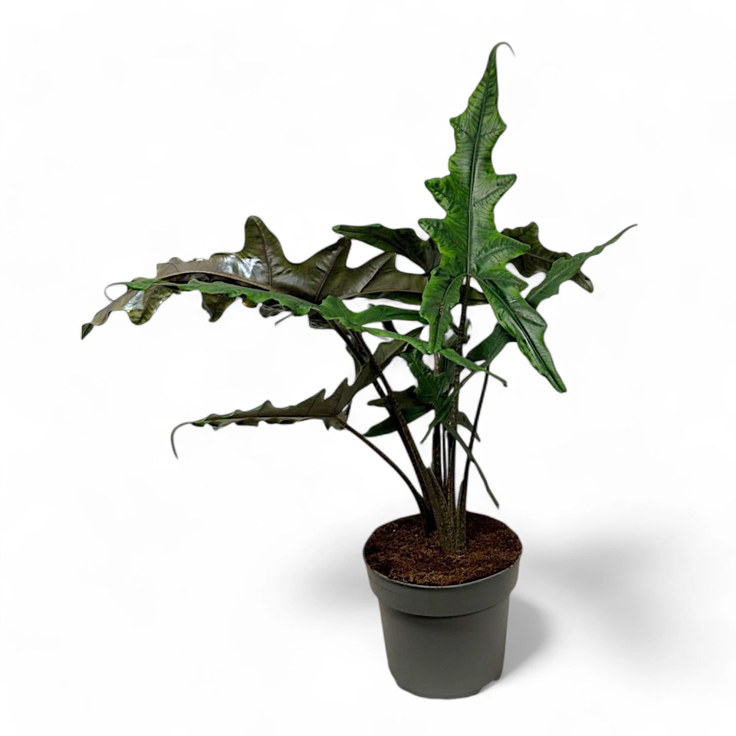 Alocasia sp. Sulawesi 'Sabrina Narrow' potted plant in nursery pot on white background.