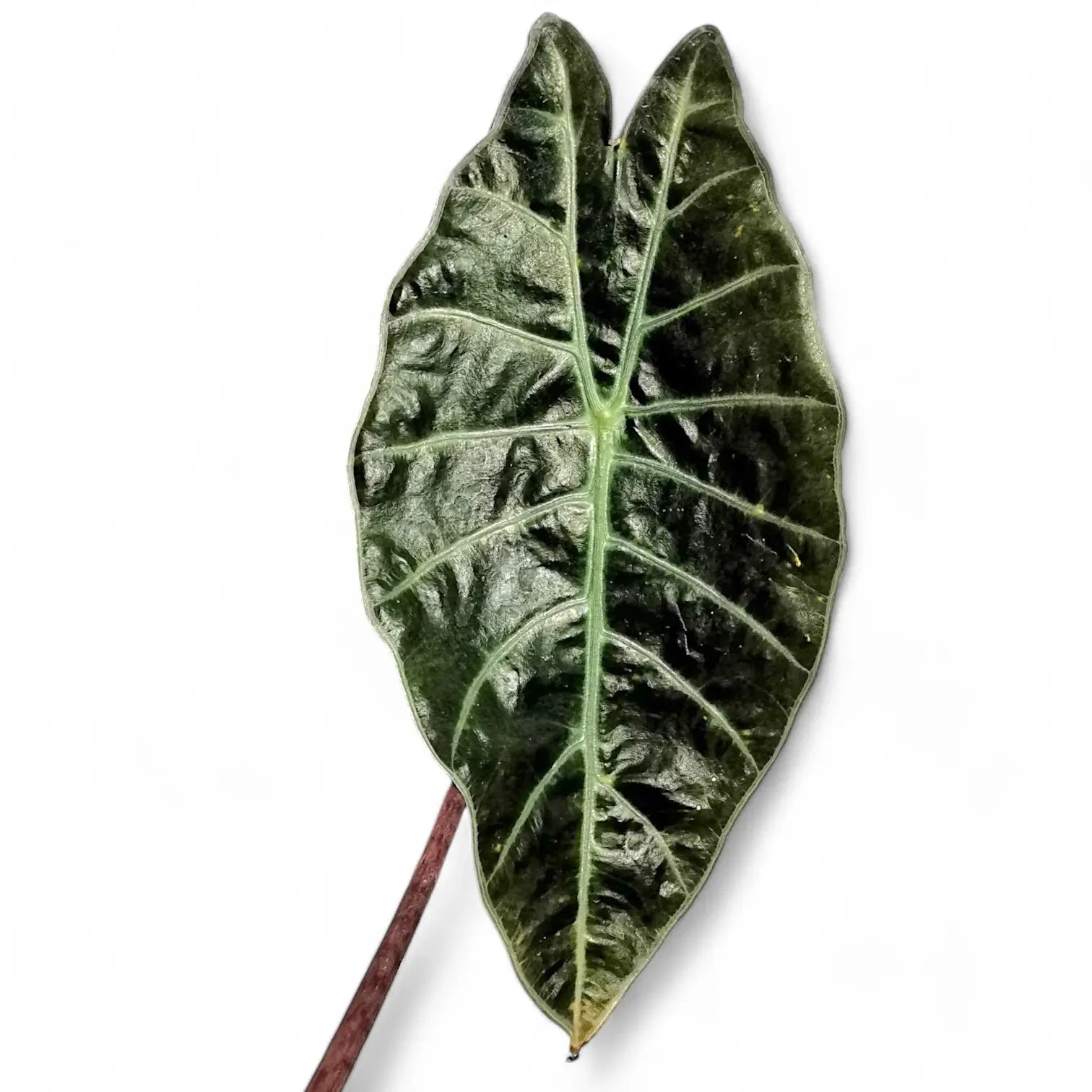 Alocasia suhirmaniana leaf detail on white background.