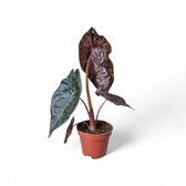Alocasia suhirmaniana potted plant in nursery pot on white background.