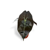 Alocasia suhirmaniana potted plant in nursery pot on white background.