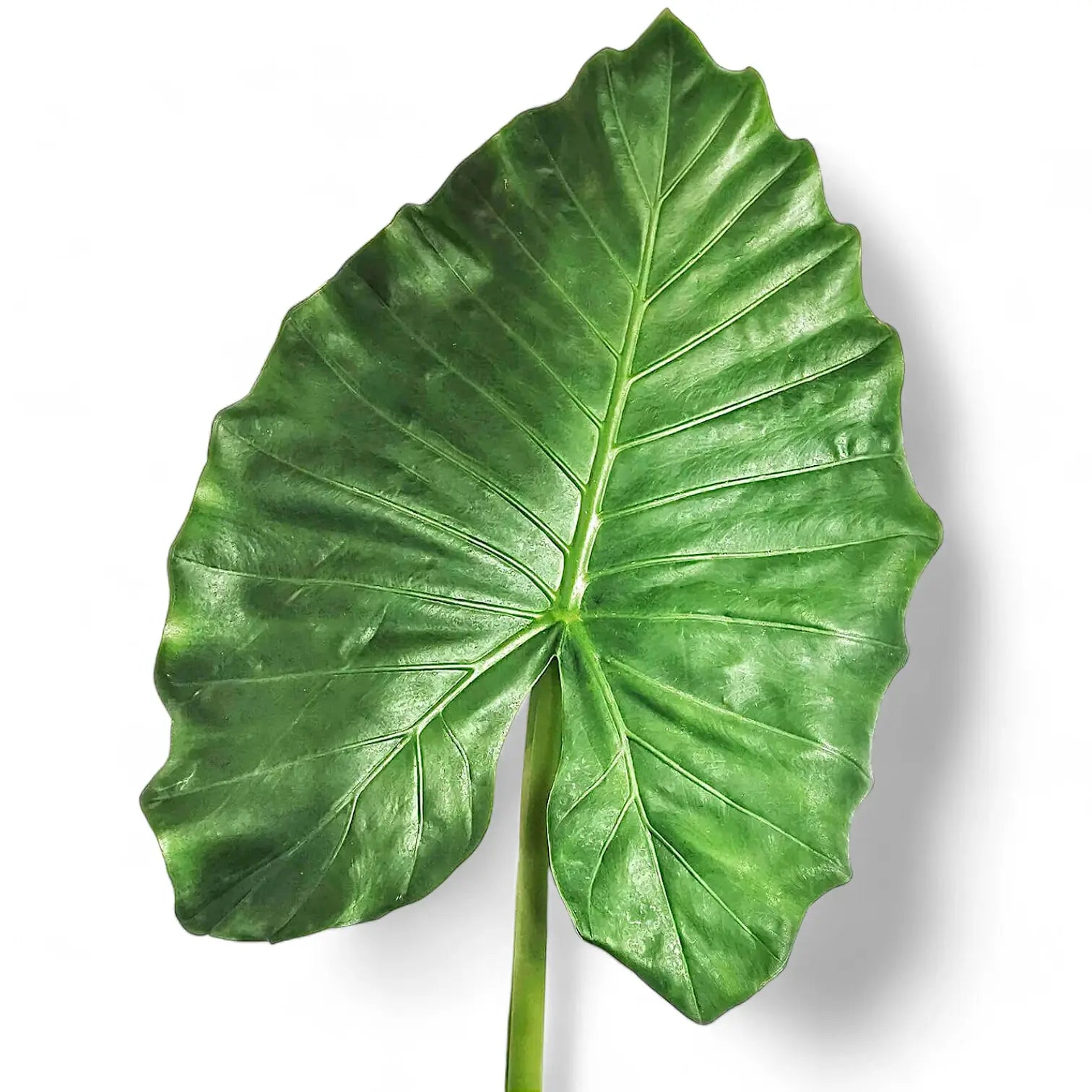Nahaufnahme eines Blatts von Alocasia 'Thunder Waves' ('Portodora') vor weißem Hintergrund.