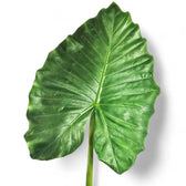 Alocasia 'Thunder Waves' ('Portodora') leaf detail on white background.