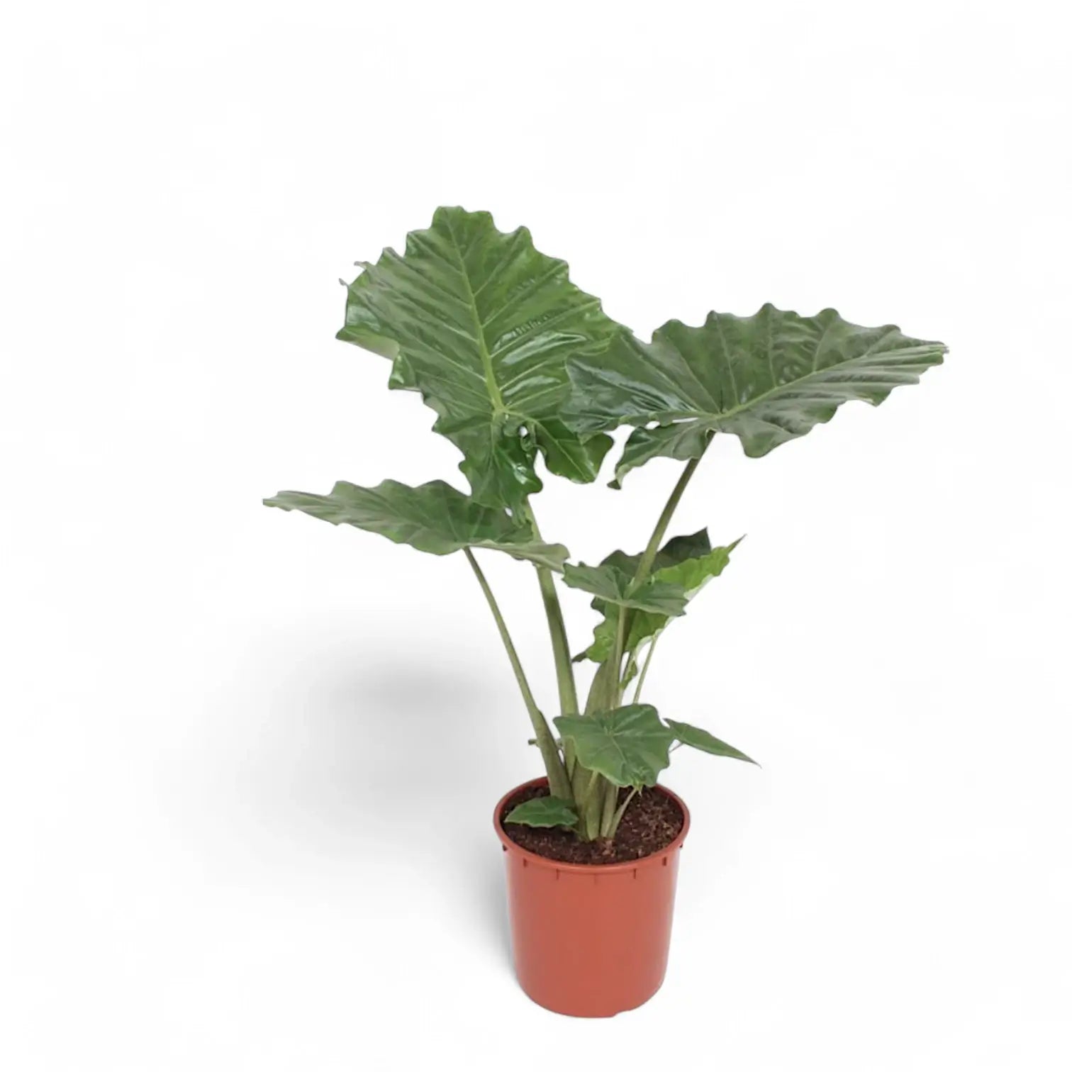 Alocasia 'Thunder Waves' ('Portodora') potted plant in nursery pot on white background.