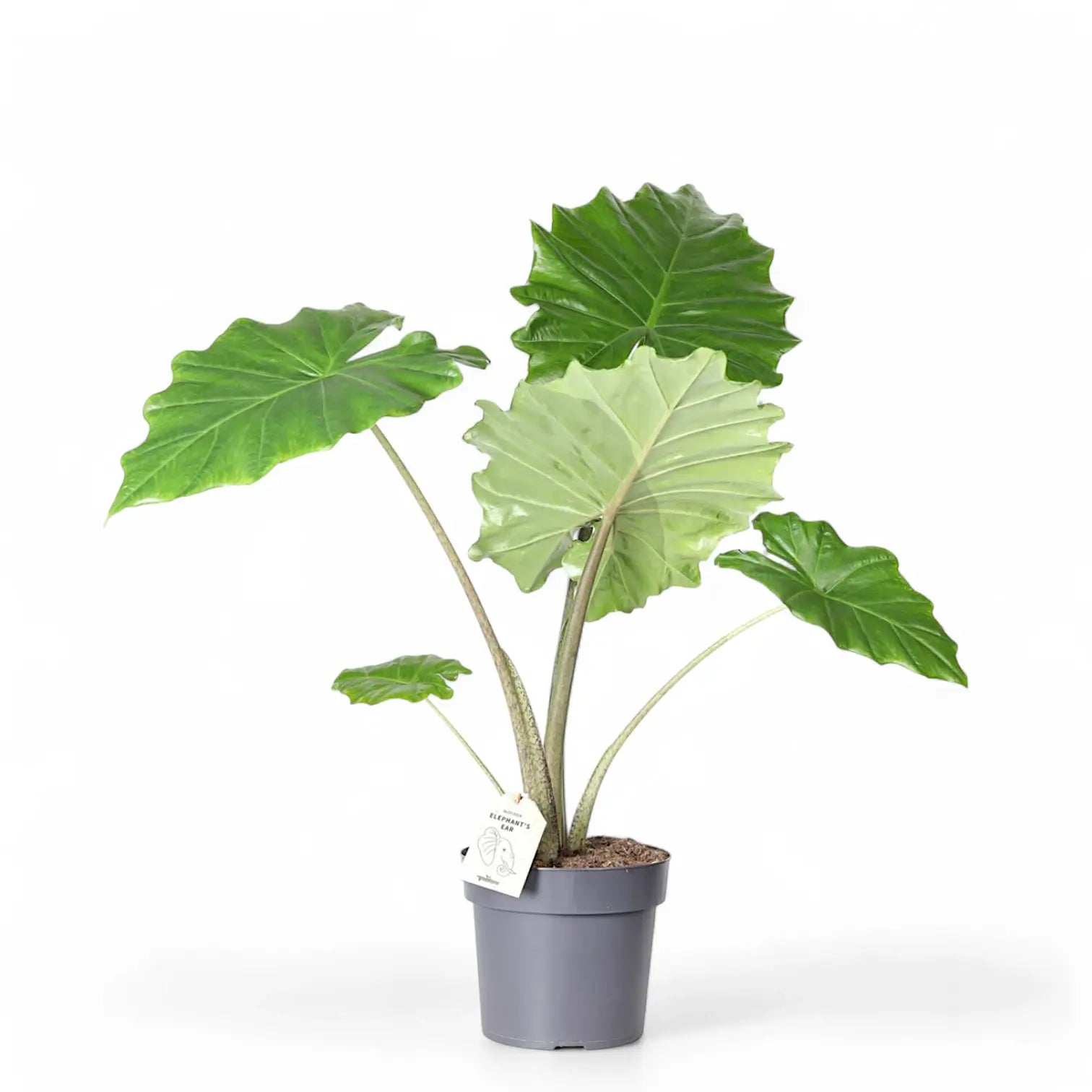 Alocasia 'Thunder Waves' ('Portodora') potted plant in nursery pot on white background.
