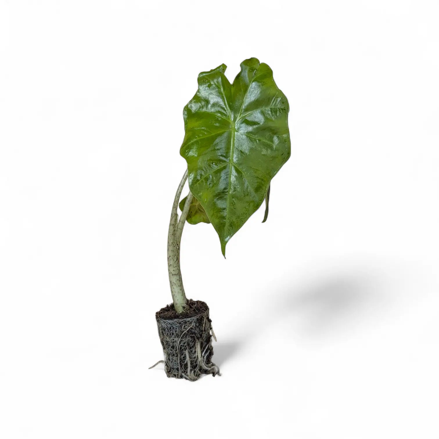 Alocasia 'Thunder Waves' ('Portodora') – Zimmerpflanze im Kulturtopf auf weißem Hintergrund, Produktfoto 2.