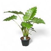 Alocasia 'Thunder Waves' ('Portodora') potted plant in nursery pot on white background.