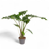 Alocasia 'Thunder Waves' ('Portodora') potted plant in nursery pot on white background.