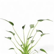 Alocasia 'Tiny Dancers' leaf detail on white background.
