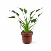 Alocasia 'Tiny Dancers' potted plant in nursery pot on white background.