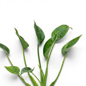 Close-up of unusual cup-like leaves of Alocasia Tiny Dancers on long petioles leaf on white background