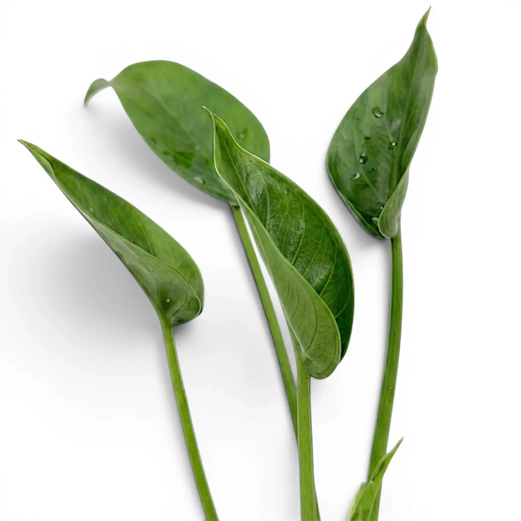 Close-up of unusual cup-like leaves of Alocasia Tiny Dancers on long petioles leaf on white background