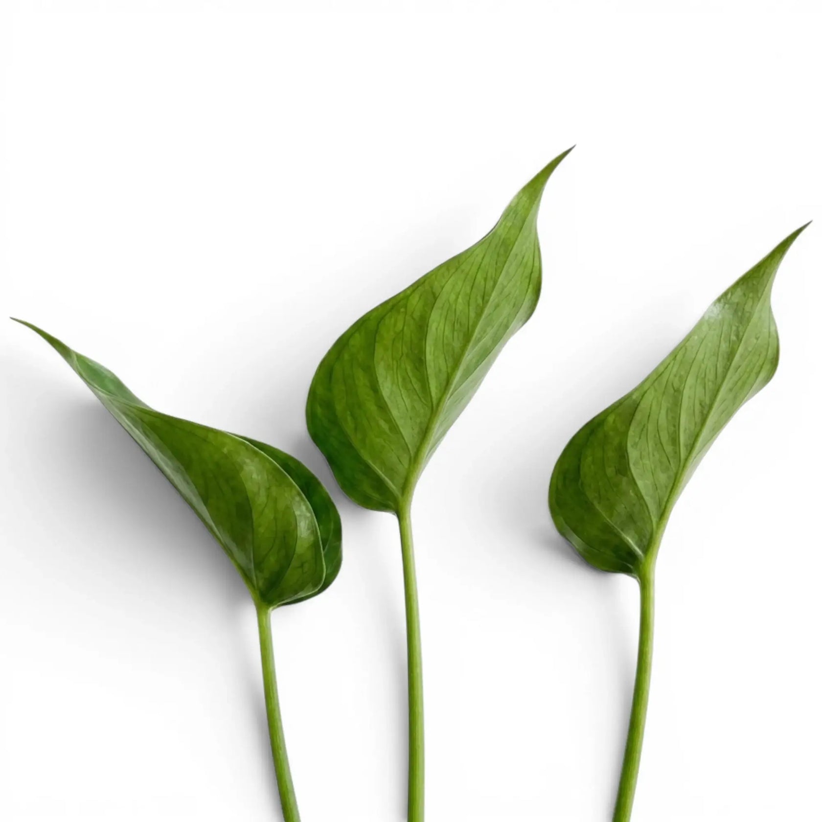 Close-up of unusual cup-like leaves of Alocasia Tiny Dancers on long petioles leaf on white background