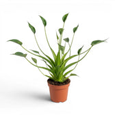 Alocasia Tiny Dancers plant in a nursery pot on white background