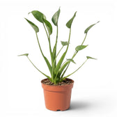 Alocasia Tiny Dancers plant in a nursery pot on white background