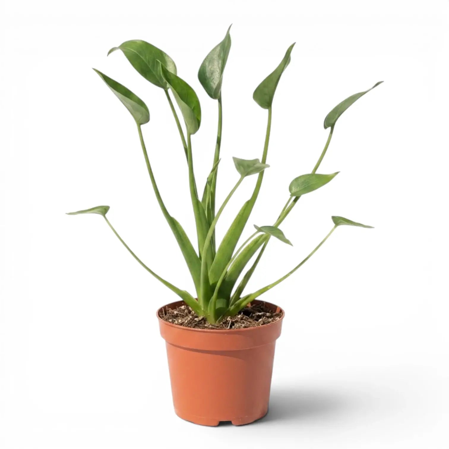 Alocasia Tiny Dancers plant in a nursery pot on white background