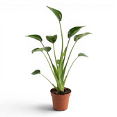 Alocasia Tiny Dancers plant in a nursery pot on white background