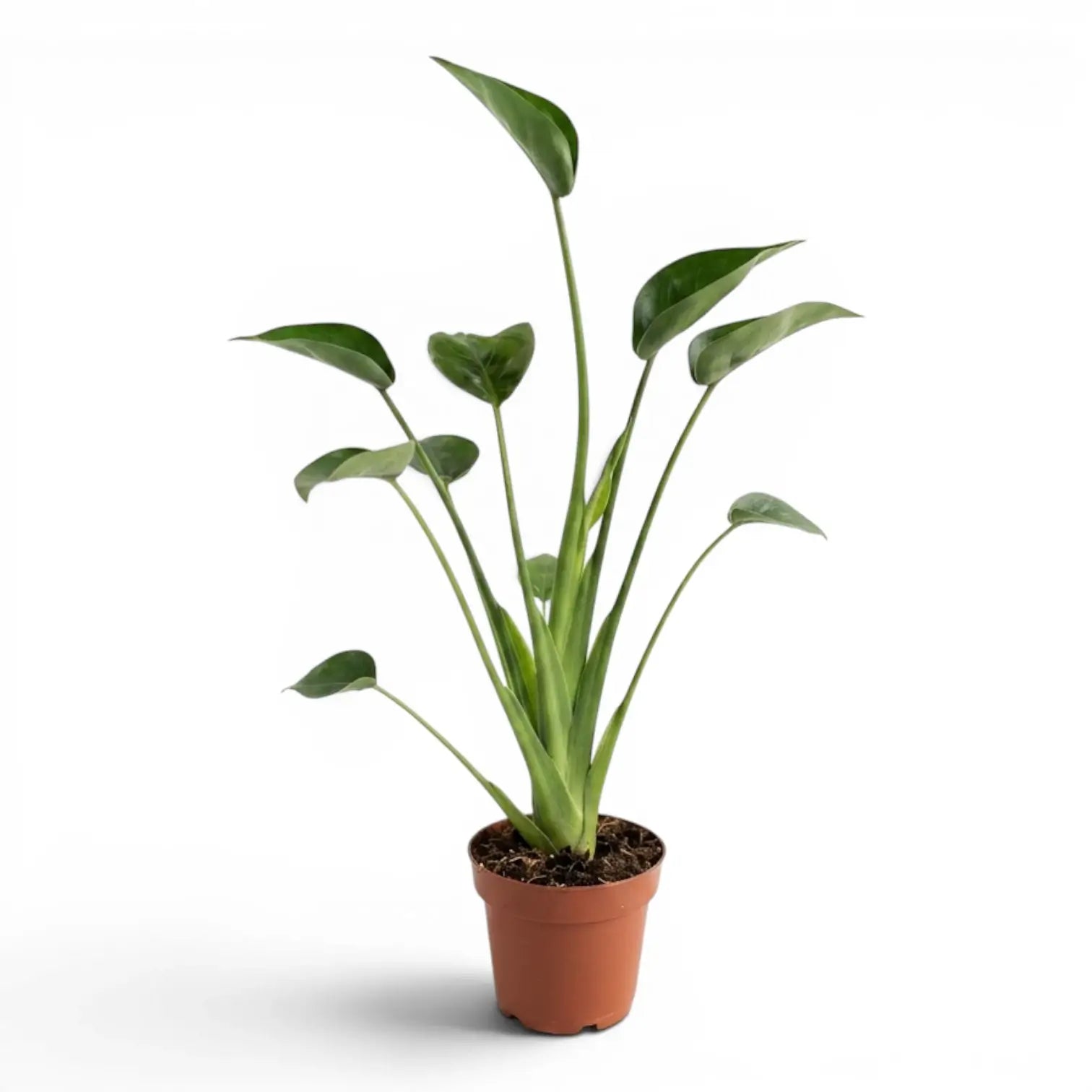 Alocasia Tiny Dancers plant in a nursery pot on white background