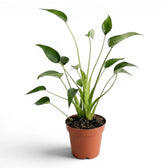 Alocasia Tiny Dancers plant in a nursery pot on white background