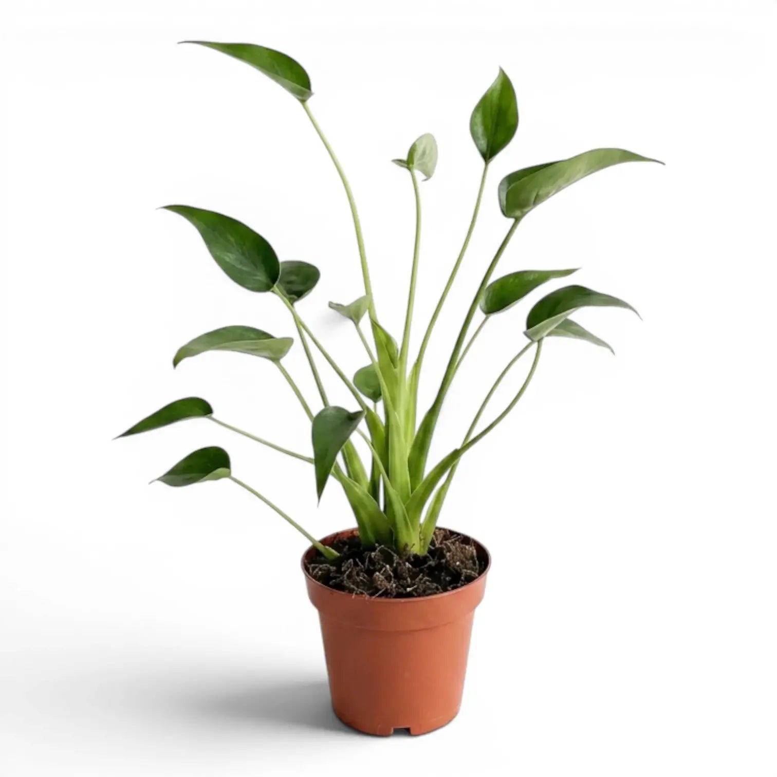 Alocasia Tiny Dancers plant in a nursery pot on white background
