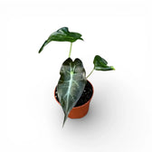 Alocasia 'Venom'