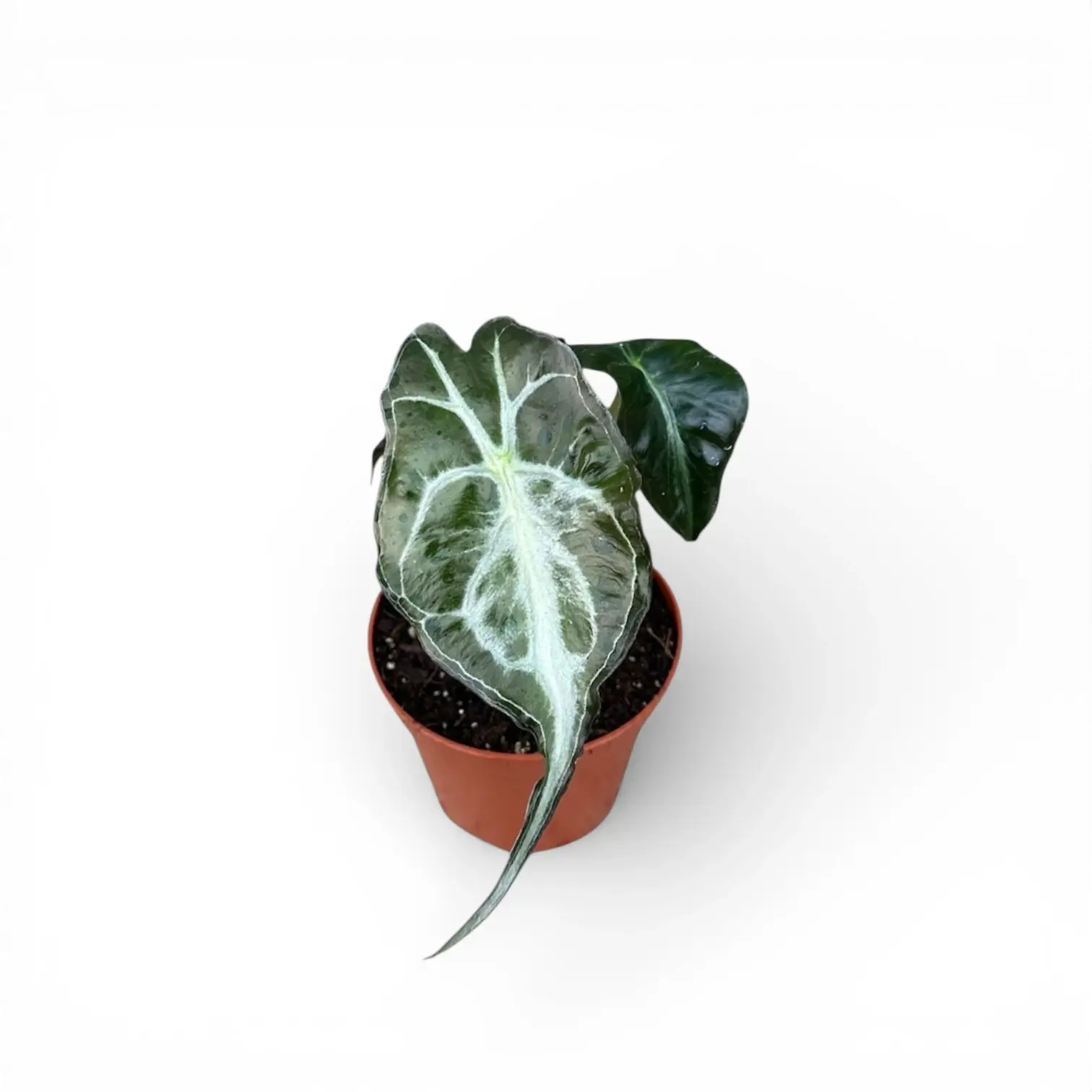 Alocasia 'Venom'