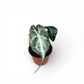 Alocasia 'Venom'