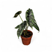 Alocasia venusta potted plant in nursery pot on white background.