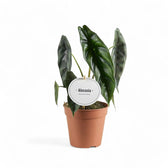 Alocasia venusta potted plant in nursery pot on white background.