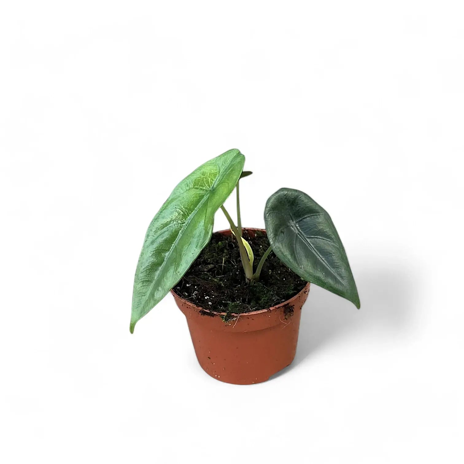 Alocasia venusta potted plant in nursery pot on white background.
