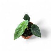 Alocasia venusta potted plant in nursery pot on white background.