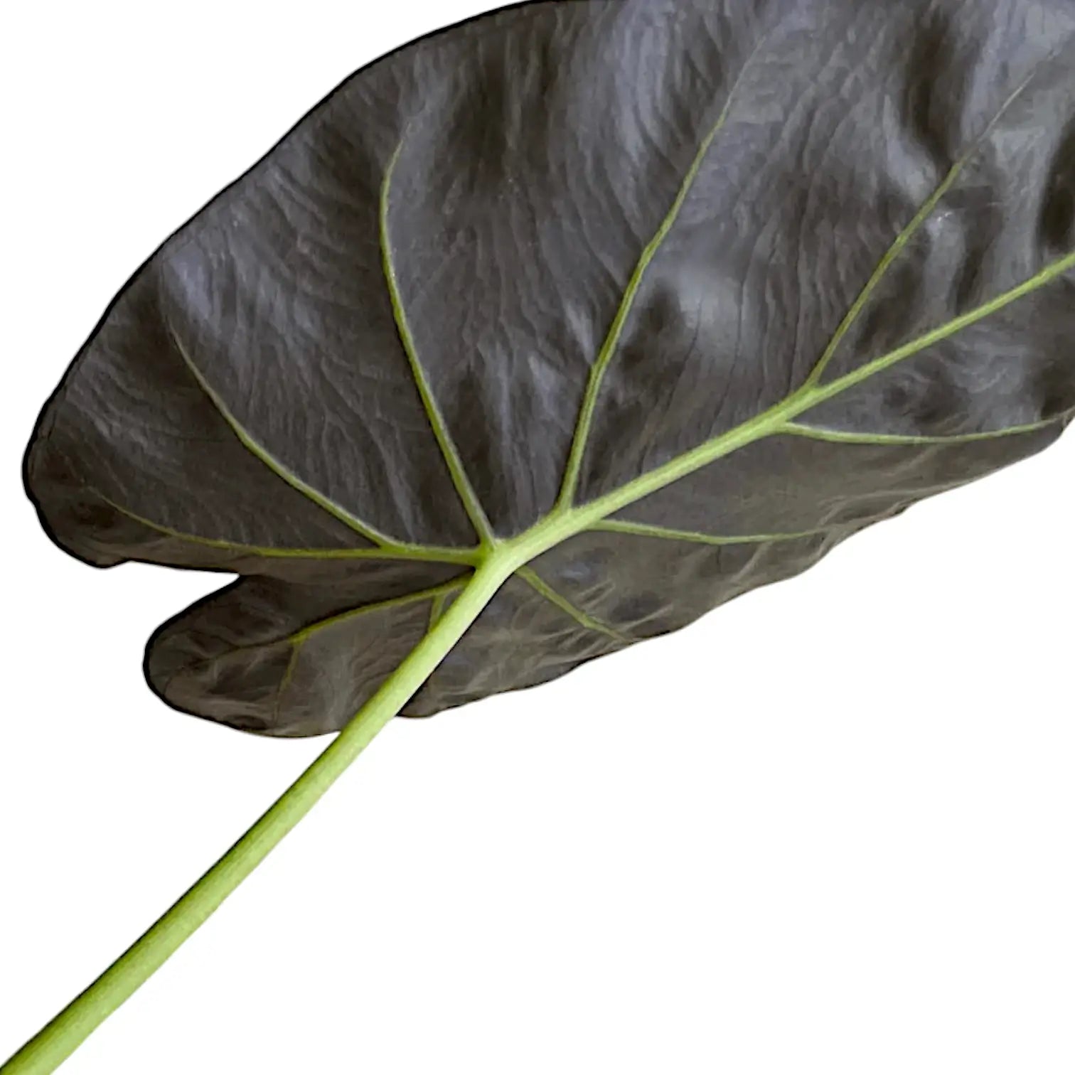 Nahaufnahme eines Blatts von Alocasia wentii vor weißem Hintergrund.