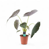 Alocasia wentii – Topfpflanze im Kulturtopf vor weißem Hintergrund, Produktfoto 2.